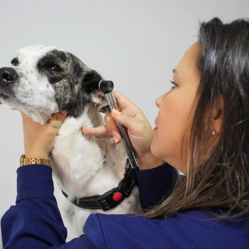 Endocrinologia Veterinária