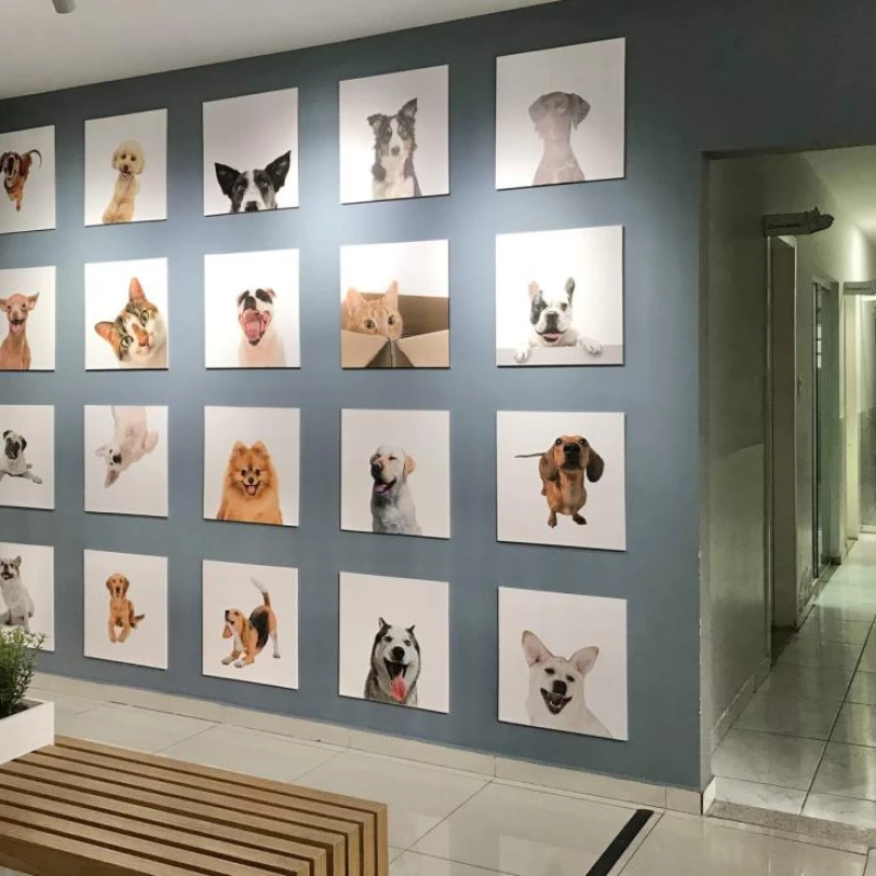Eletrocardiograma Veterinário