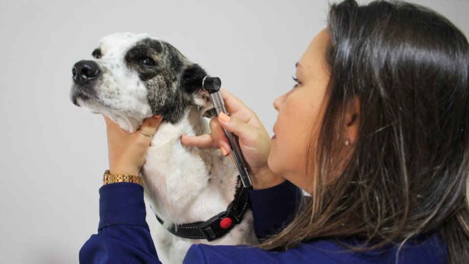Exames veterinários em Taubaté: quando pedir e como preparar o pet