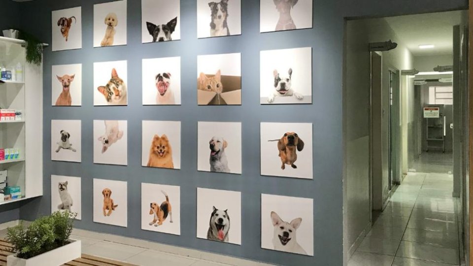 Cirurgia veterinária em Taubaté: preparo, anestesia e pós-operatório
