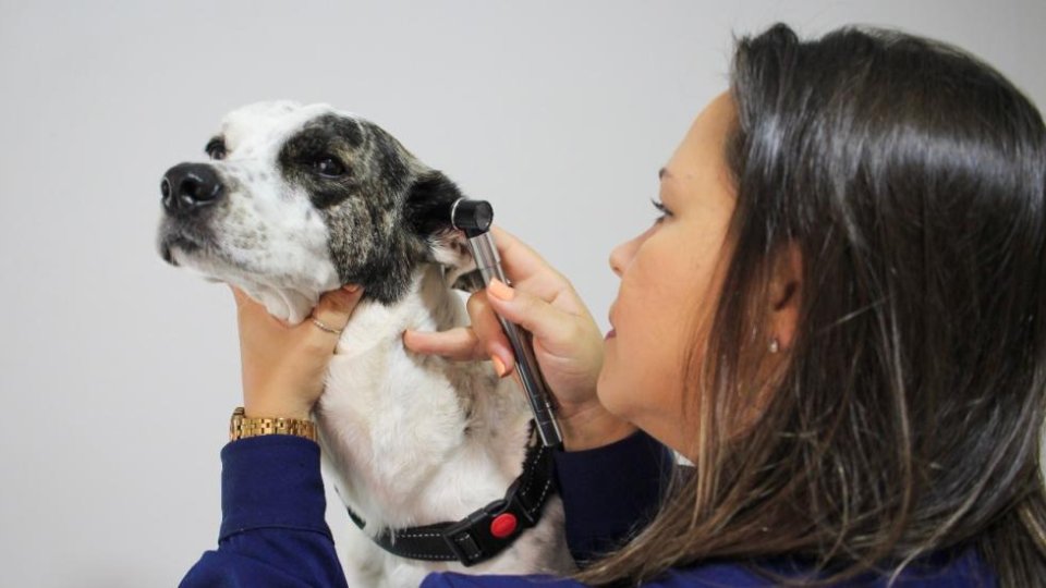 Veterinário em Taubaté - Comunicado a Imprensa / Press Release 2026-001