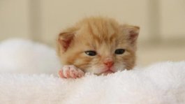 Nomes de Gato 2026: Guia Completo com Significados para Macho, Fêmea e Gatinhos