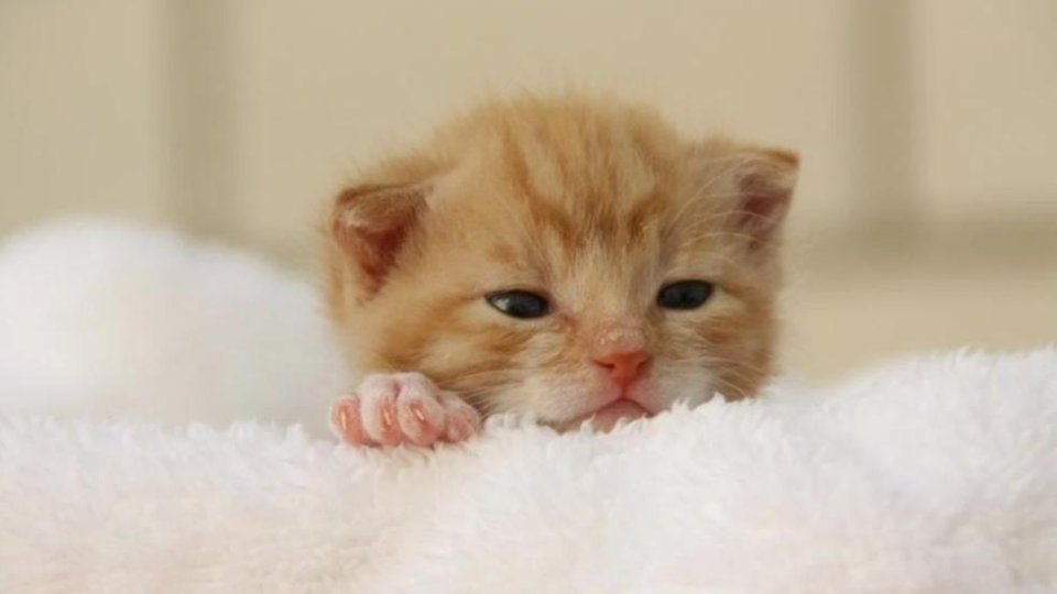 Nomes de Gato 2026: Guia Completo com Significados para Macho, Fêmea e Gatinhos