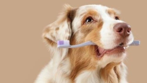 MedCani lança campanha de limpeza periodontal para cães e gatos em Taubaté e reforça a importância da saúde bucal nos pets